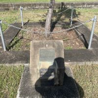 Anzac Tree may 2025