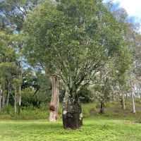 Anzac Day Bottle Tree