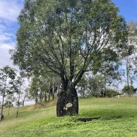 Anzac Day Bottle Tree