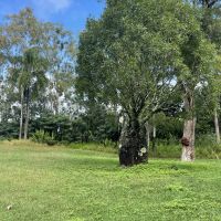 Anzac Day Bottle Tree