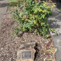 80th Ann of the Siege of Tobruk No Surrender Rose