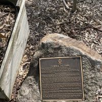 Rat of Tobruk Fig Tree