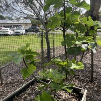 Tobruk Fig Tree