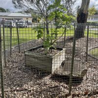Tobruk Fig Tree (R.I.P. Gordon Wallace)