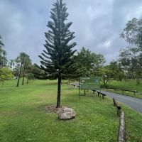 Centenary Tree