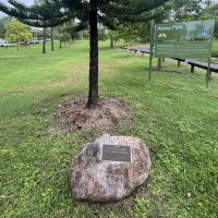 Centenary Tree