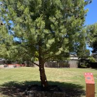 Our Aleppo Pine Tree