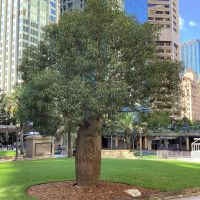 Wars To Peace Tree