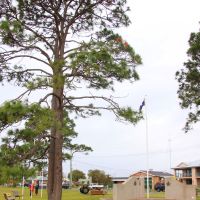Tea Gardens World War I Lone Pine Memorial Tree with War Memorial in the Background