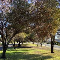Pyramid Hill Avenue of Honour