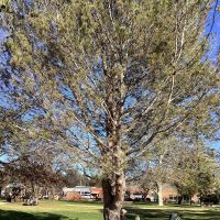 Lone Pine, To All Who Served