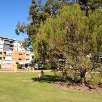 Cleveland Anzac Memorial Park's Lone Pine Tree (August 2025)