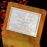 Raymond Terrace War Lone Pine Dedication Plaque Located in Anzac Park