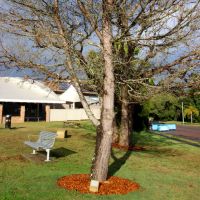 Raymond Terrace War Anzac Park Lone Pine Tree