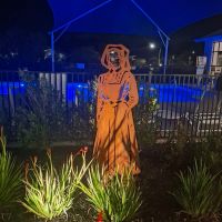 Night transforms the garden 