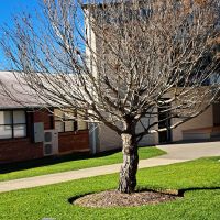 Redlands College Lone Pine Memorial #1