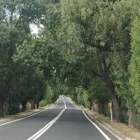 O'Connell ANZAC Memorial Avenue - Desert Ash trees planted 1925-1927