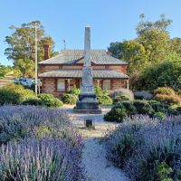 WATERVALE MEMORIAL'S LOVELY LAVENDER DISPLAY OCT 2025 