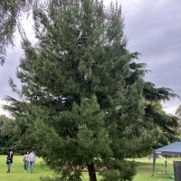 Lone Pine