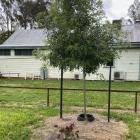 Replacement Claret Ash