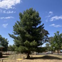 William John Symons VC, Memorial Pine
