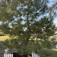 Gallipoli Lone Pine Tree, Ganmain NSW