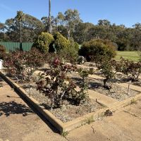 Rose Garden