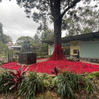 Bruce Kingsbury Garden with poppies