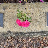 Individual Name Memorial Plaques