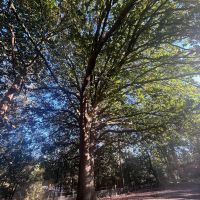 One of at least 14 large trees planted in honour of the town's WW2 fallen