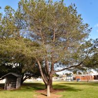 Lone Pine Commemoration Tree