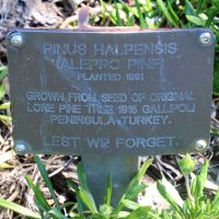 Tiaro Lone Pine Tree Interpretative Plaque