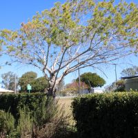 Tiaro Commemorative Lone Pine Tree
