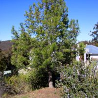 Goulburn Rocky Hill War Memorial Tower and Museum Lone Pine