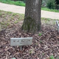 Commemorative tree: W McAuley