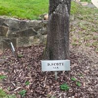 Commemorative tree: D Scott