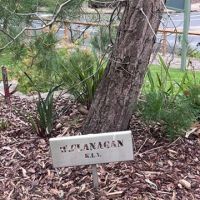 Commemorative tree: W Flanagan