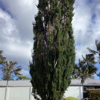 Gallipoli Pine