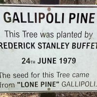 Gallipoli Pine